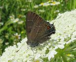 Banded Hairstreak - Lake William Trail, Waverley, 2022-07-10