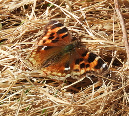 [Compton Tortoiseshell image]