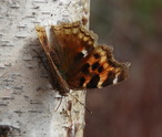 Compton Tortoiseshell - Apple River, 2022-04-11