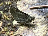 Pepper and Salt Skipper - Corney Brook Trail, CBHNP, 2023-06-27
