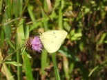 Clouded Sulphur - Lower Sackville, 2023-08-02