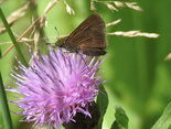 Dun Skipper - Lower Sackville, 2023-07-12