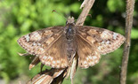 Juvenal's Duskywing - Lake William Trail, Waverley, 2024-06-20