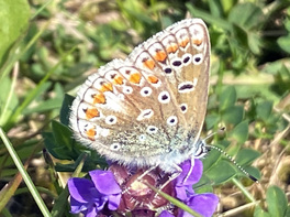[European Common Blue image]
