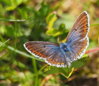 European Common Blue - Dartmouth, N.S., 2025-06-21