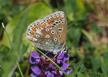 European Common Blue - Dartmouth, N.S., 2025-06-21