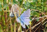 European Common Blue - Dartmouth, N.S., 2025-06-21