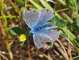 European Common Blue - Dartmouth, N.S., 2025-06-21